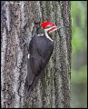 _2SB1228 pileated woodpecker
